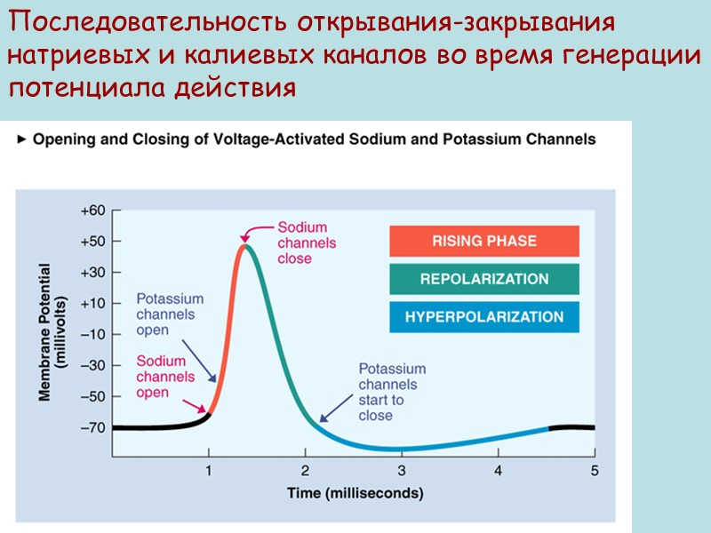 Последовательность открывания-закрывания натриевых и калиевых каналов во время генерации потенциала действия